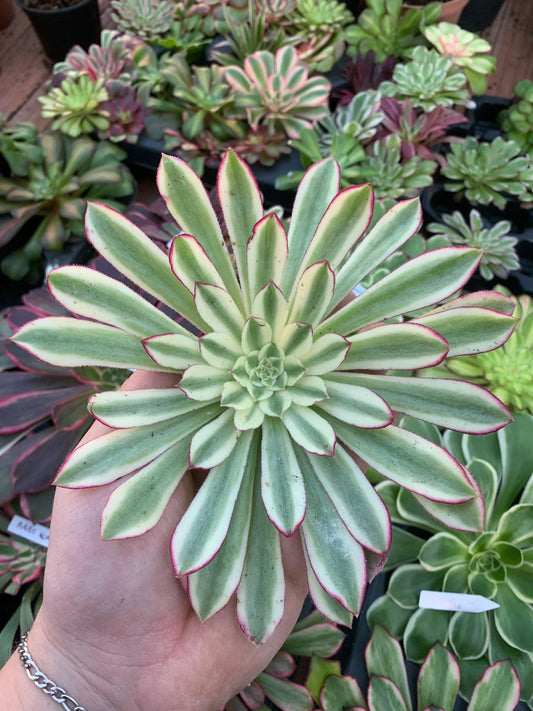 Aeonium "Aeonium XianMo" Variegado Cutting
