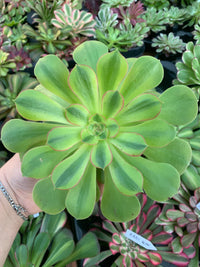 Aeonium "Athena" variegado Cutting