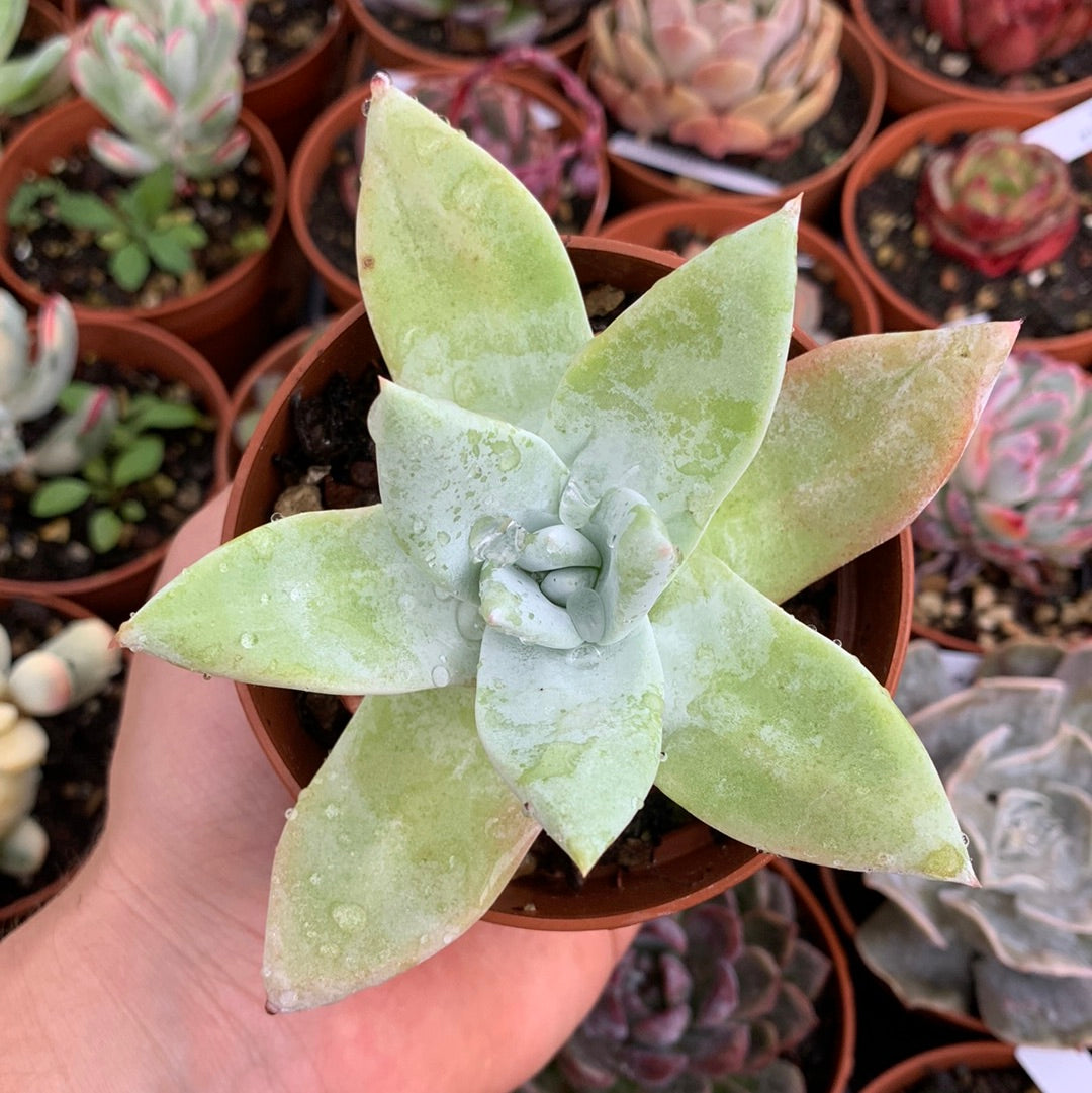 Dudleya pachyphytum