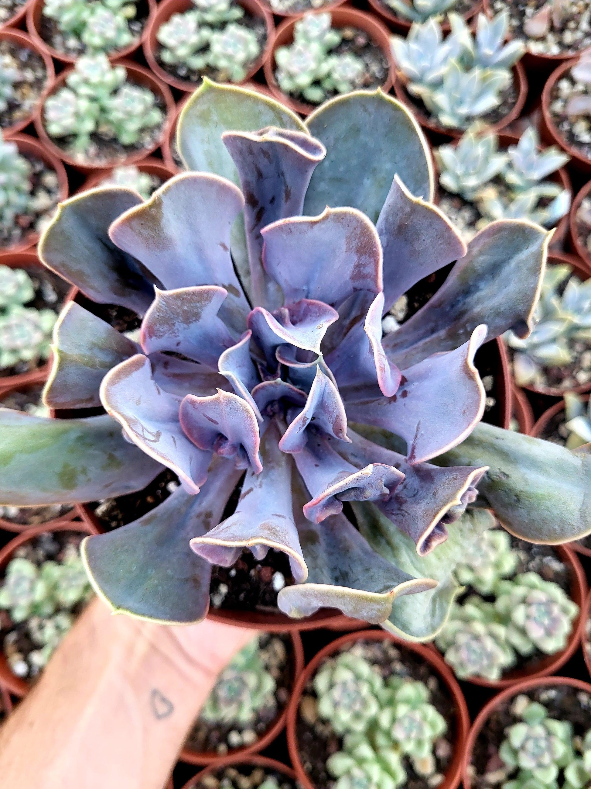 Echeveria "Valkyrie Trumpet" - Succulovers