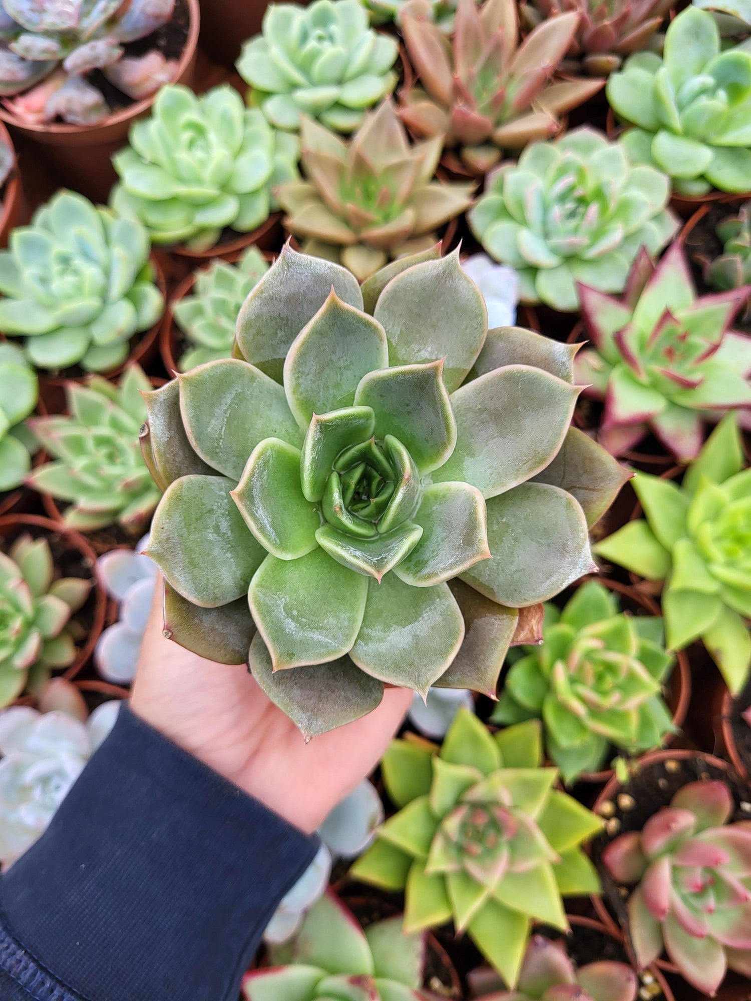 Echeveria "Latte Rose" - Succulovers