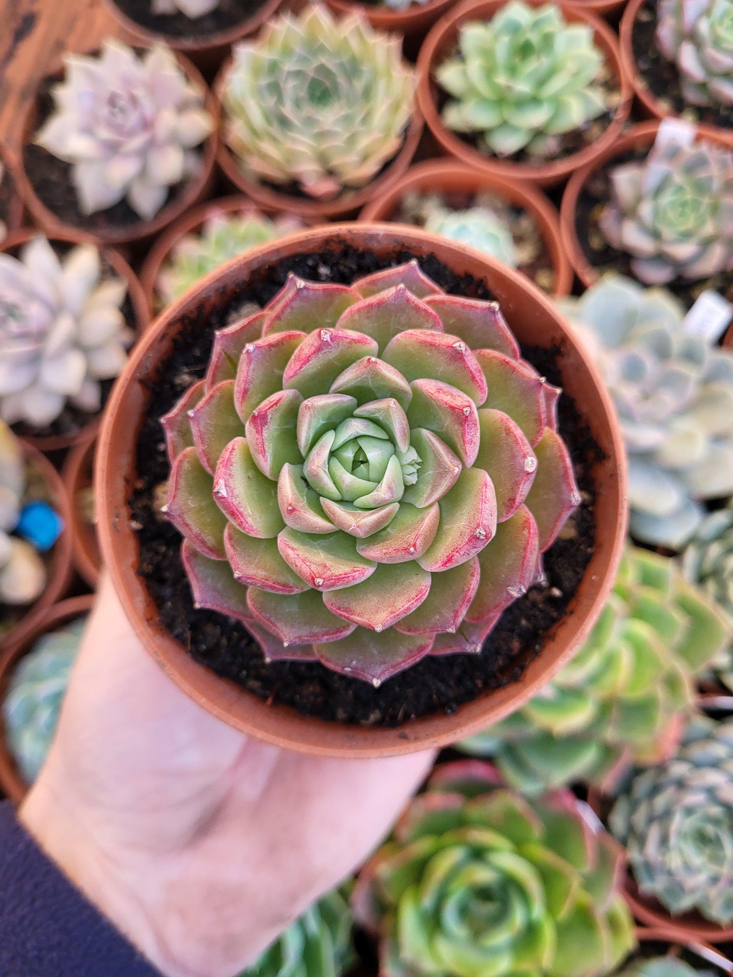 Echeveria "Lotus" - Succulovers
