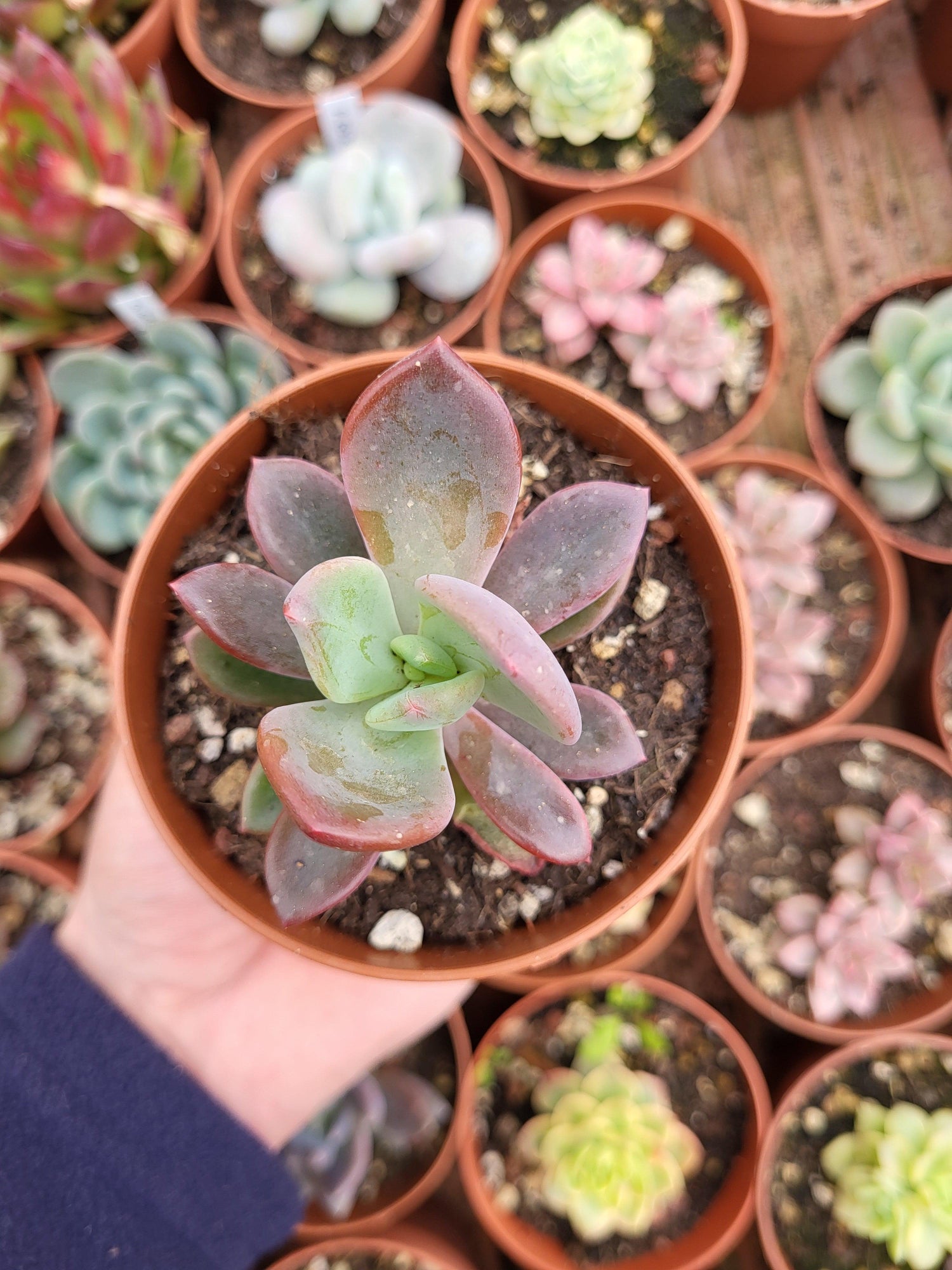 Echeveria "Rezry" Korean - Succulovers