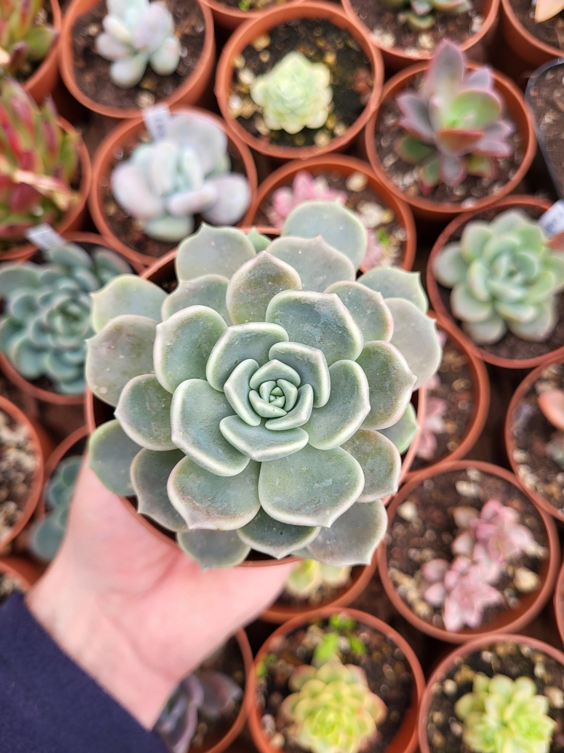 Graptoveria "Alabaster Gem" - Succulovers