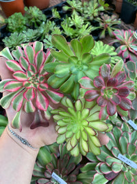 Pack 3 Aeoniums variegados Cutting