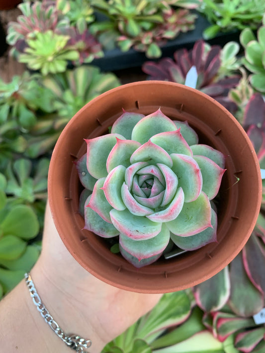Echeveria "silhouette" Korean by Chang Won farm