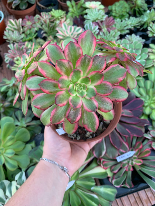 Aeonium „Cornish Rose“ Lebenslauf Anna bunt