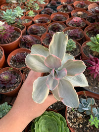 Echeveria gibbiflora "decora" variegata Korean