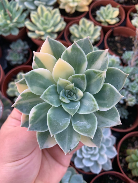 Echeveria "Anna" Variegada Korea Cutting