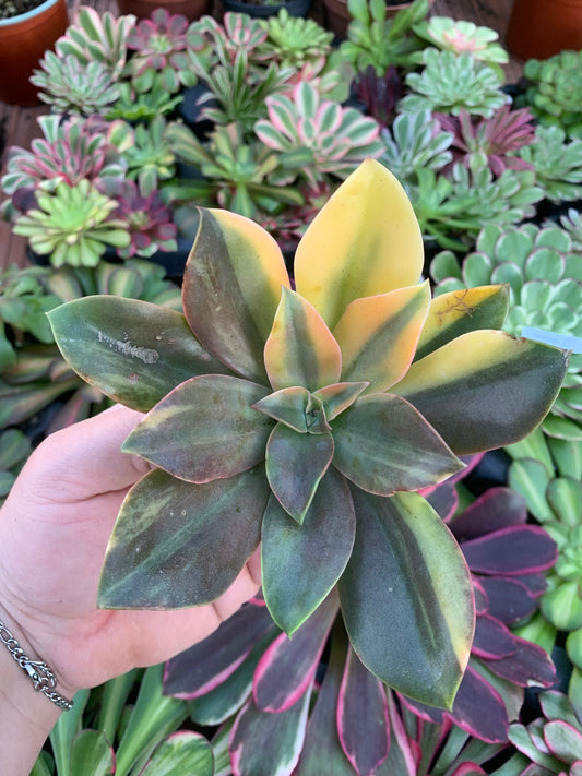 Echeveria "Metallica" variegada Cutting
