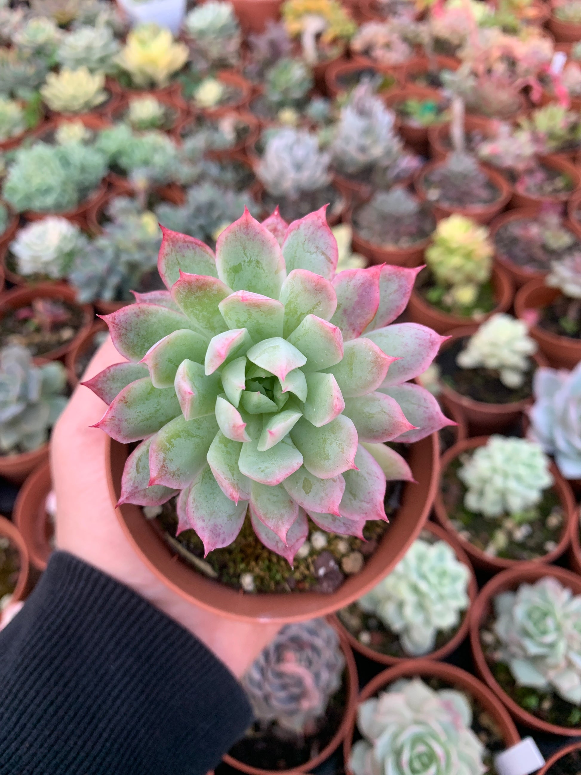 bradburiana succulent Echeveria "bradburiana" Korean – Succulovers
