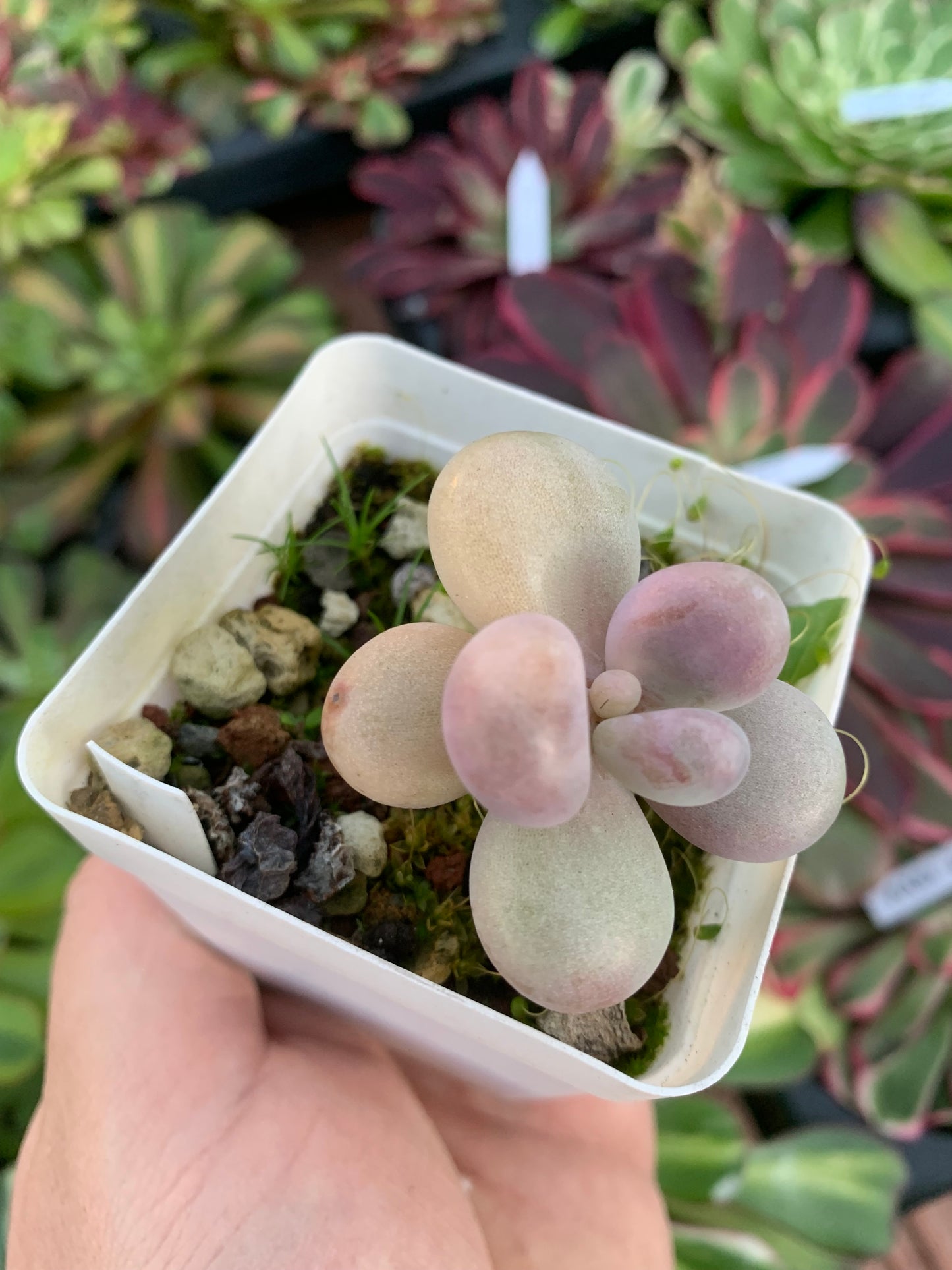 Graptopetalum amethystinum variegata