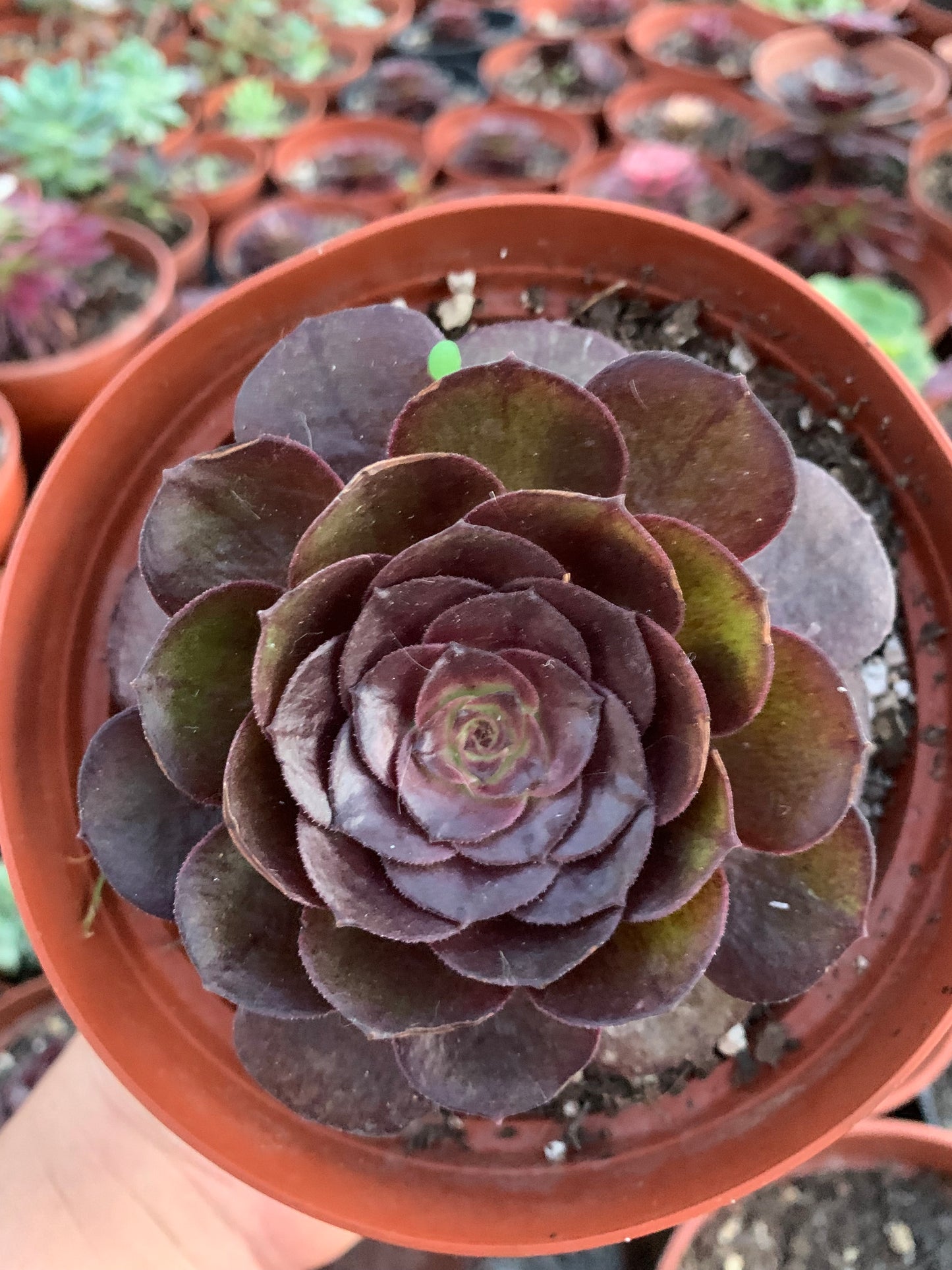 Aeonium "black evil"