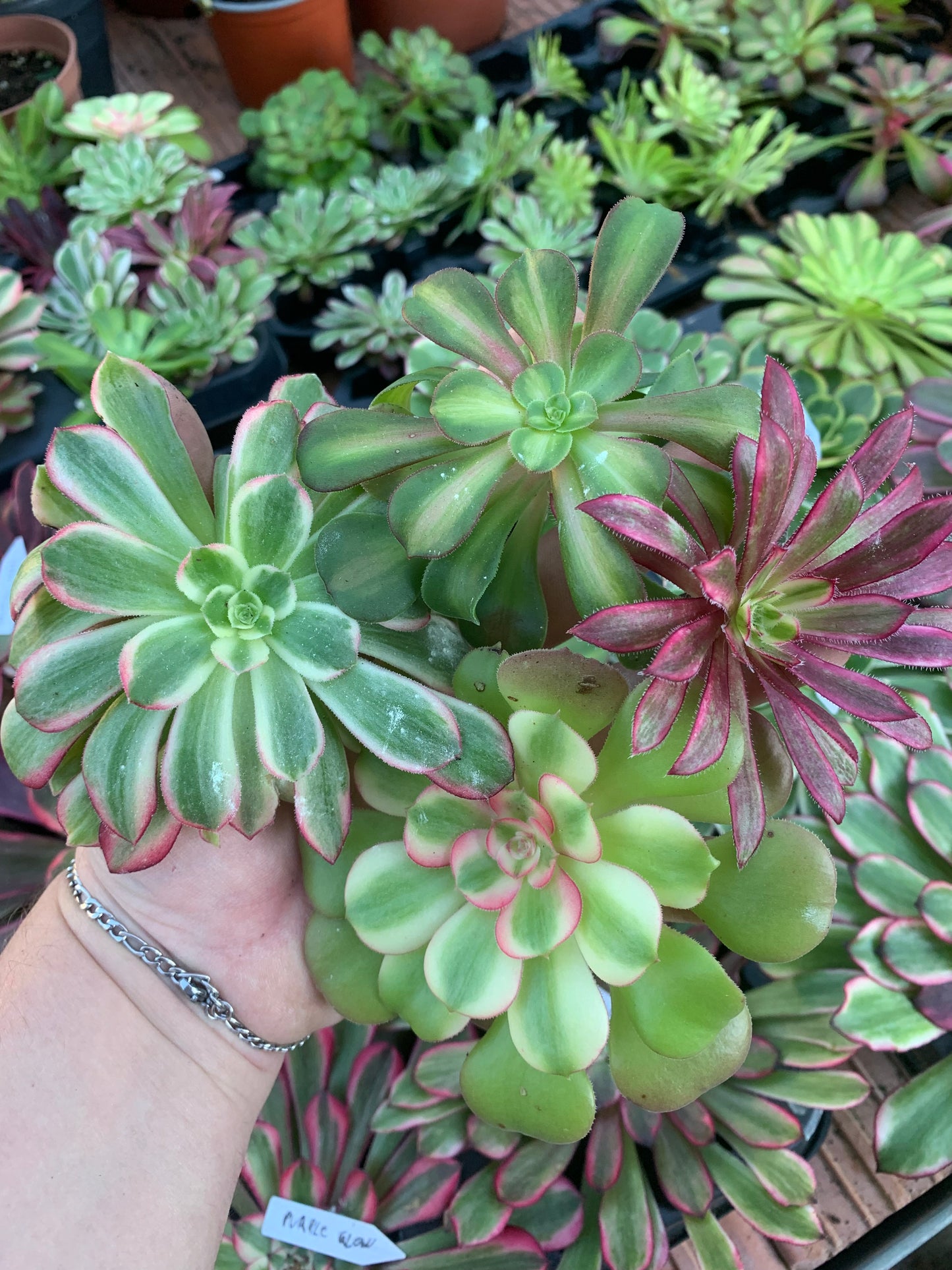 Pack 2 Aeoniums variegados Cutting