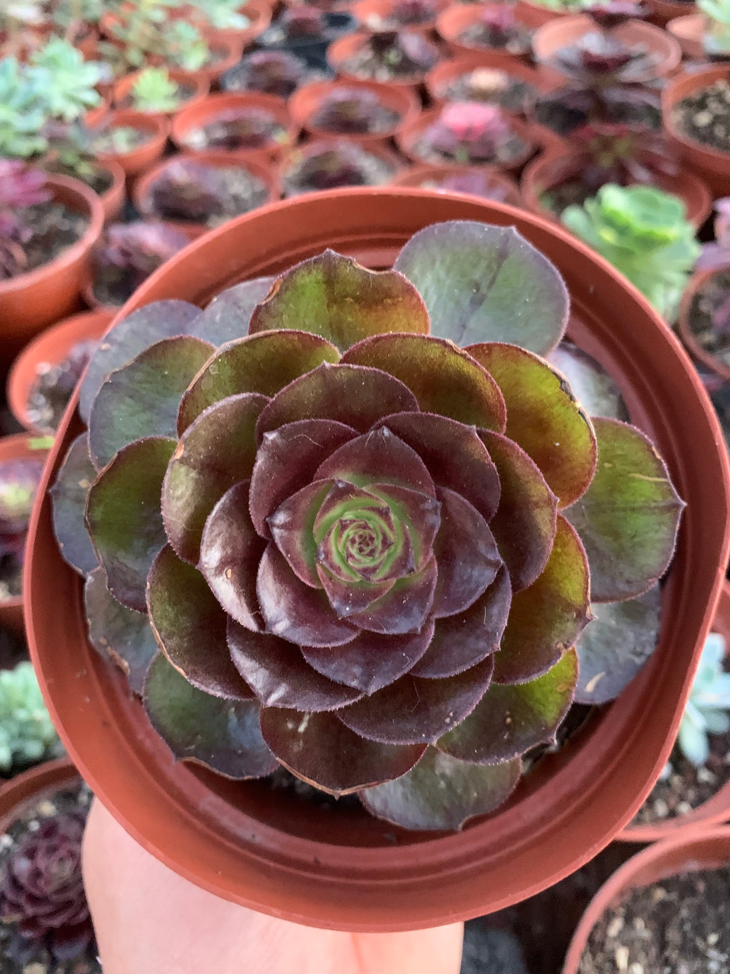 Aeonium "black evil"