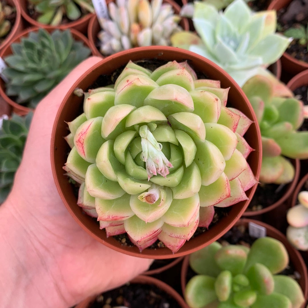 Echeveria  "red queen"