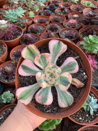 Aeonium "Zeus" variegado