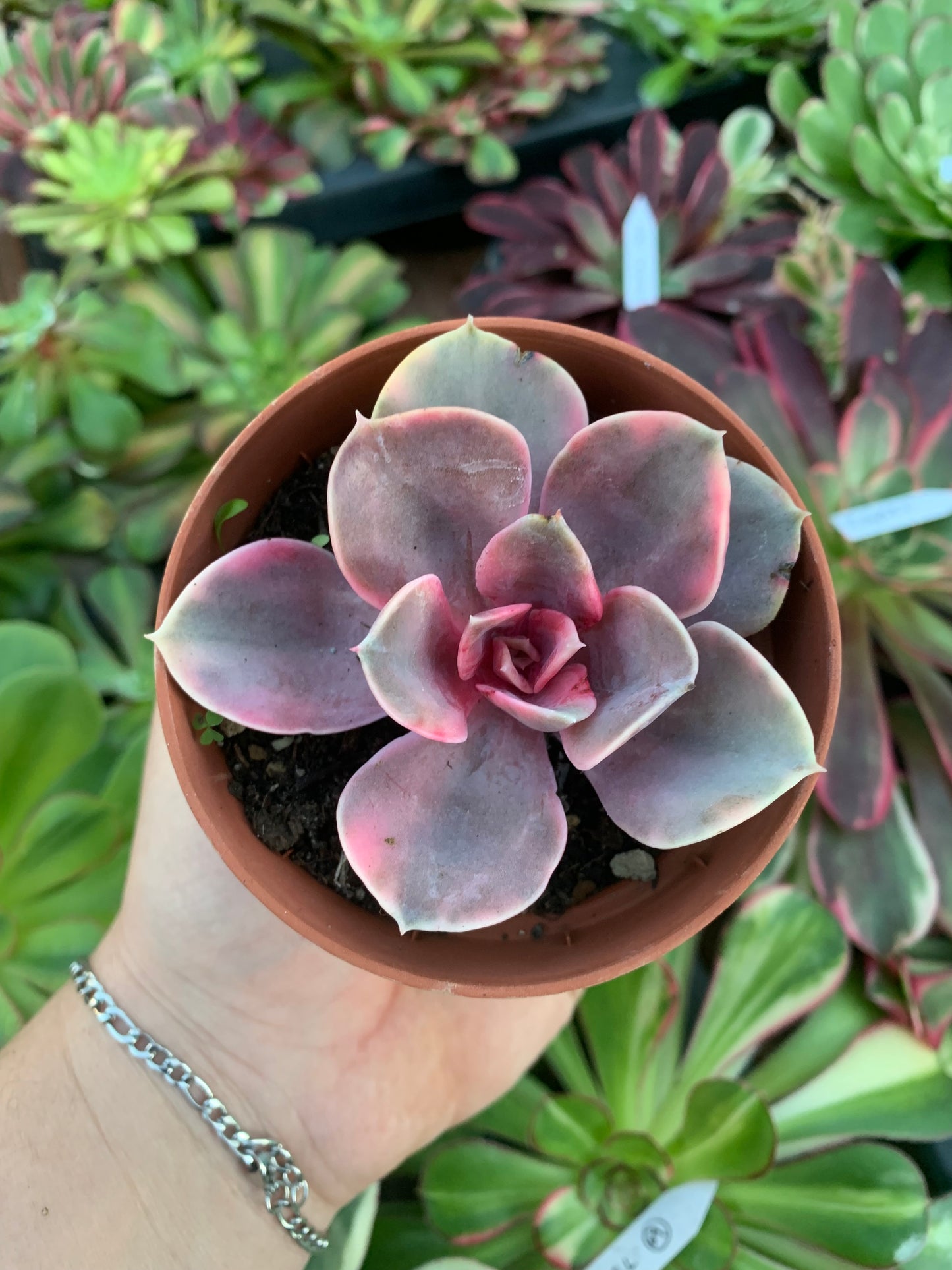Echeveria "Rainbow" variegada Korean