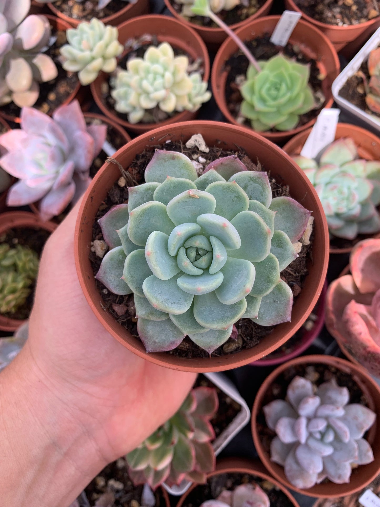 Echeveria „Wüstenrose“