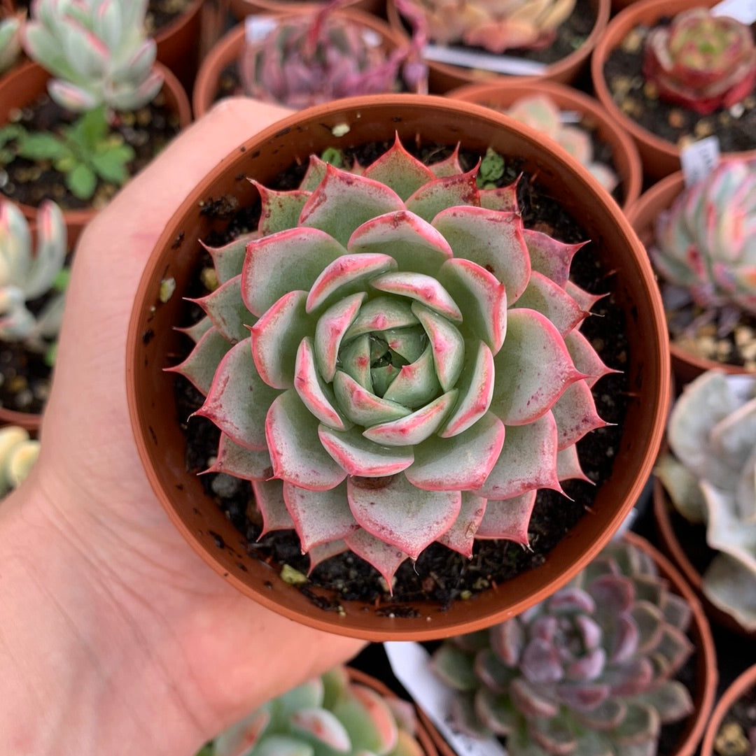 Echeveria "Rosa Negra"