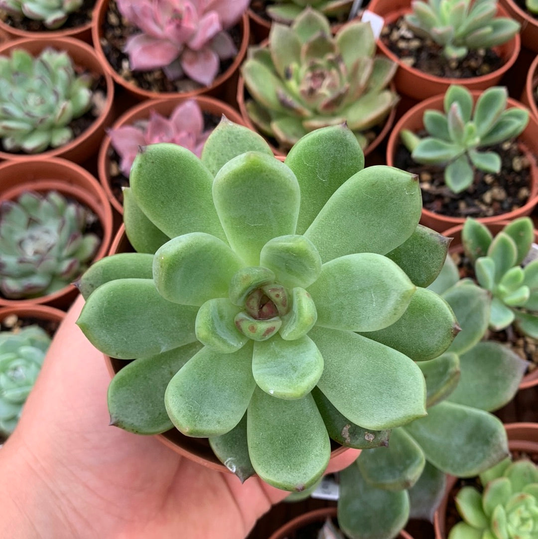 Echeveria „Veilchenkäse“ Koreanisch