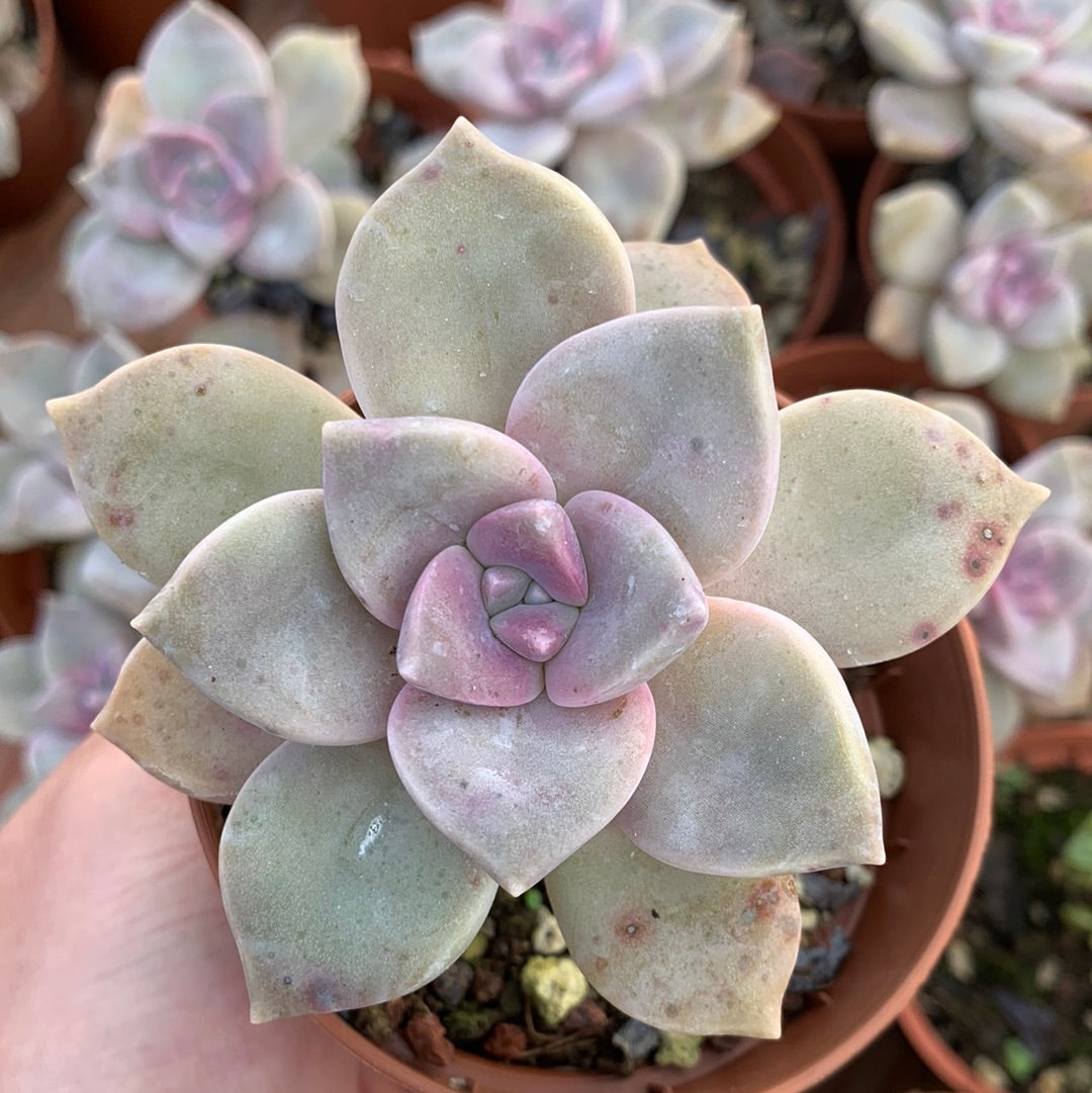 Graptopetalum „Schneewittchen“