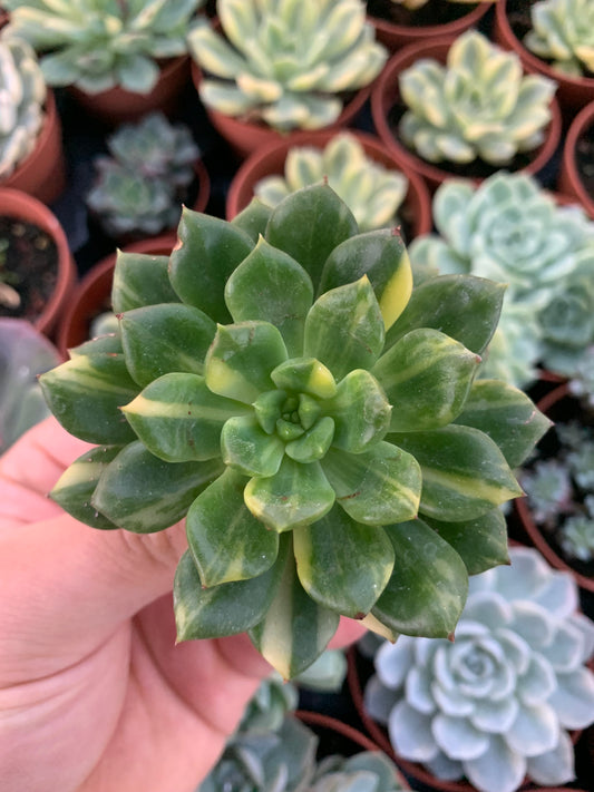 Echeveria Agavoides "Jade Point" Variegada Korean Cutting