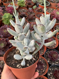 Cotyledon orbiculata "Ophylla"