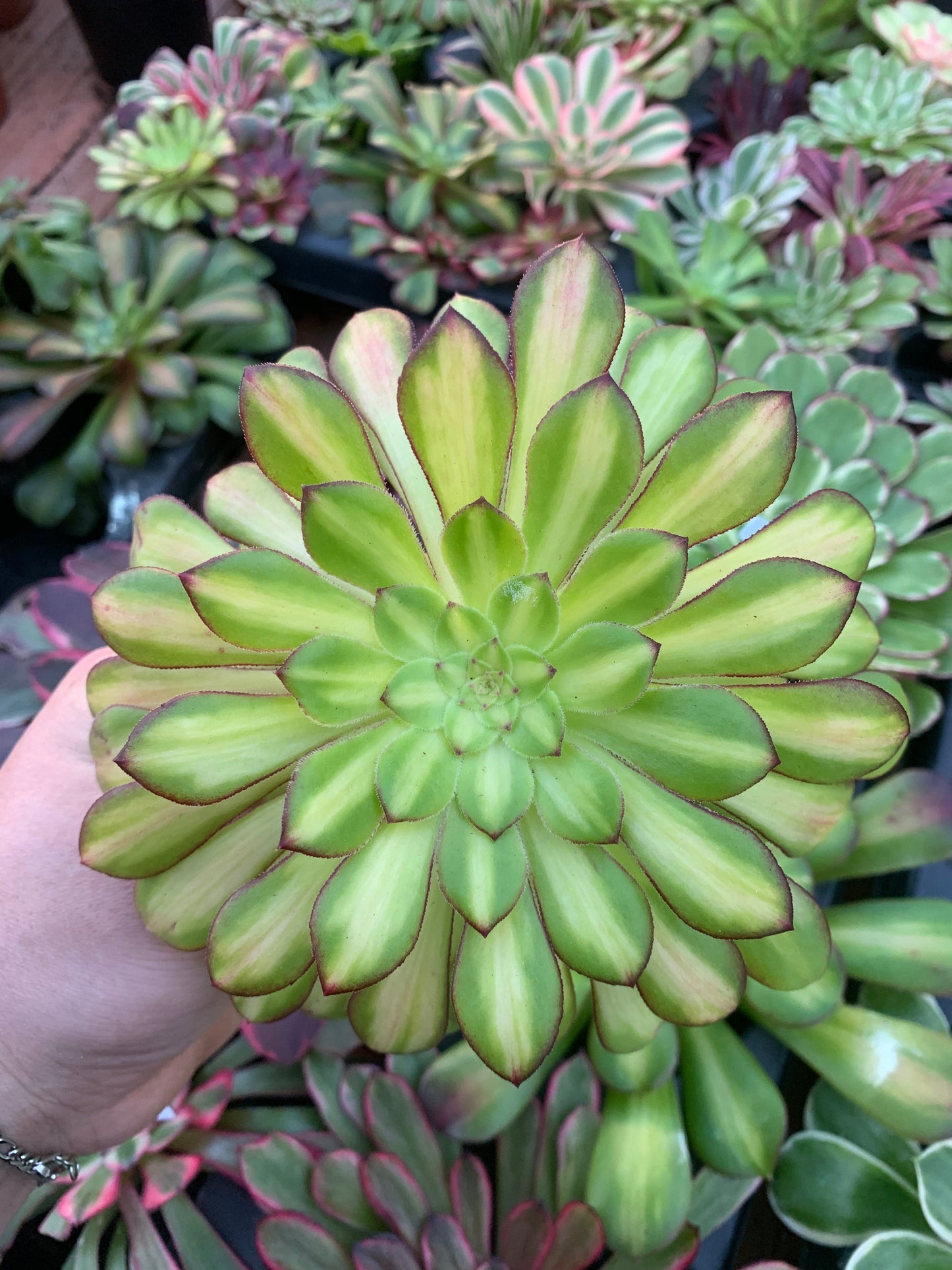 Aeonium "Zwartkin" middle variegado Cutting