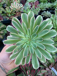 Aeonium "Moqi" variegado Cutting