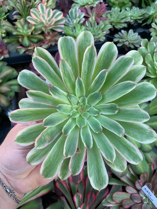 Aeonium "Moqi" variegado Cutting