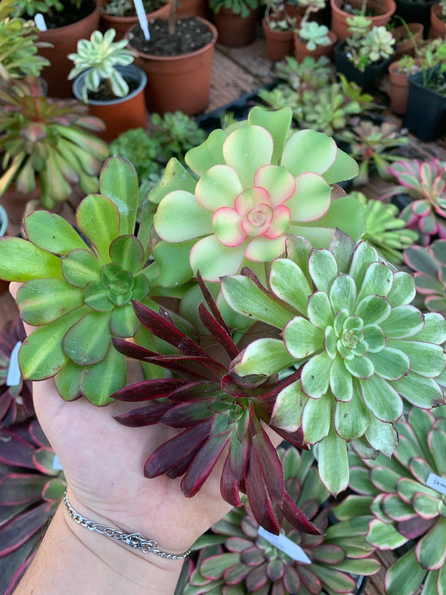 Pack 7 Aeoniums variegados Cutting