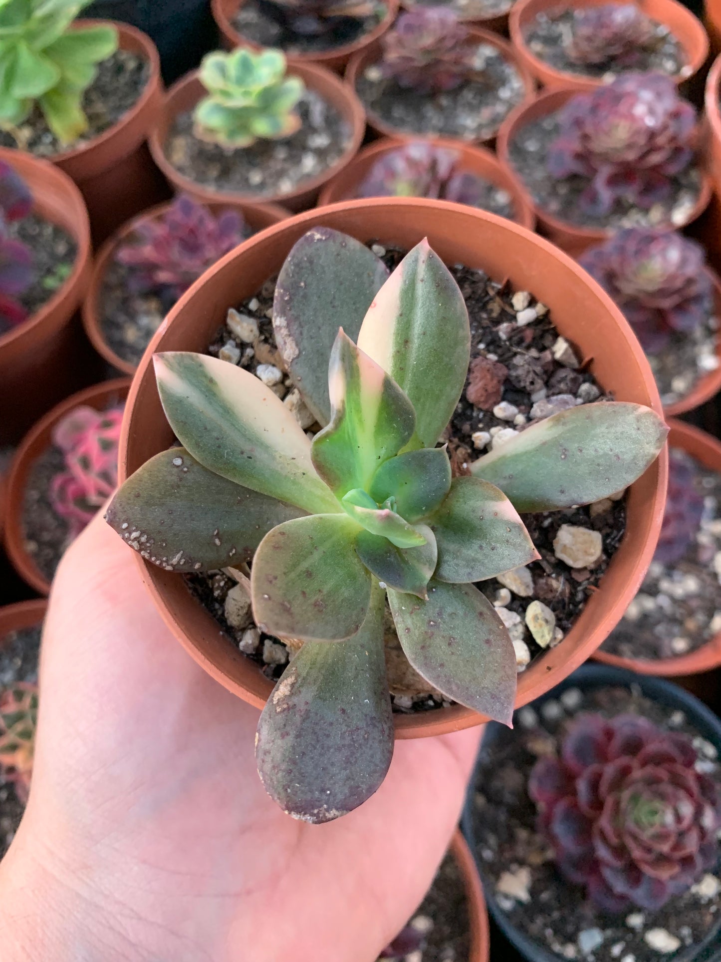 Echeveria "Hanakaida" variegada Korean