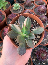 Echeveria "Hanakaida" variegada Korean