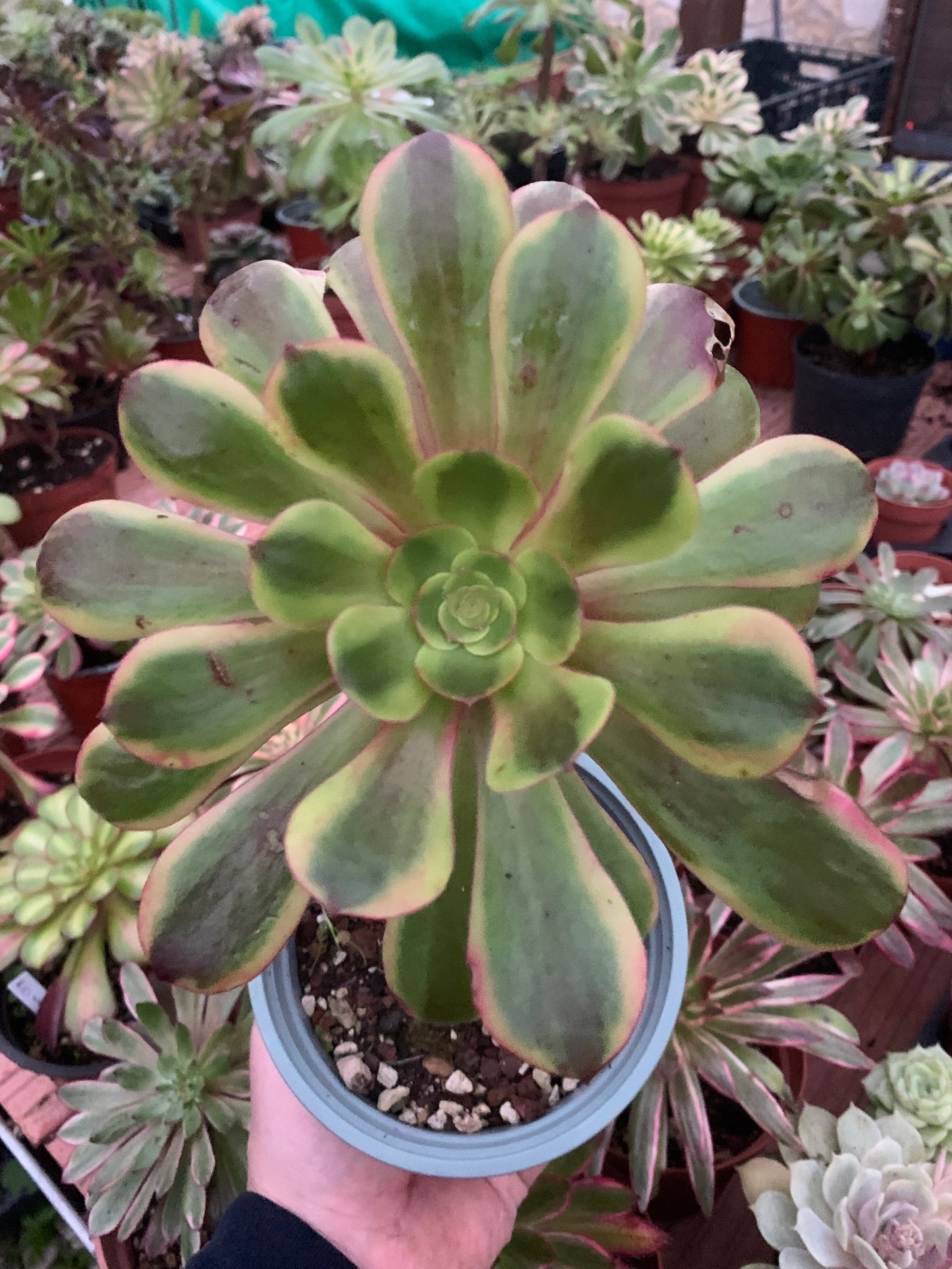 Aeonium "Super Bang" Variegado