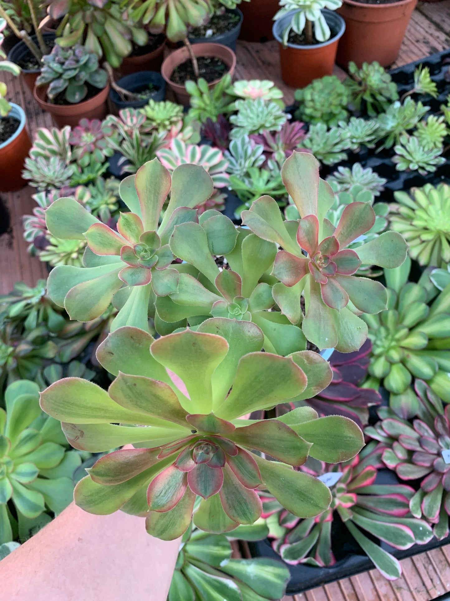 Aeonium "Pink Witch" cluster variegado