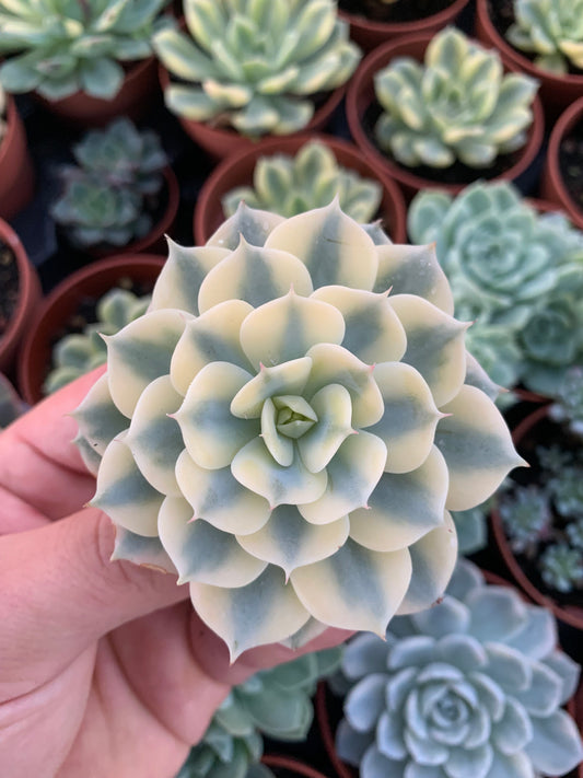 Echeveria “Glauca" Variegada Korea Cutting