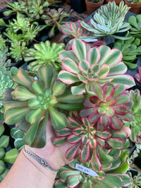 Pack 5 Aeoniums variegados Cutting