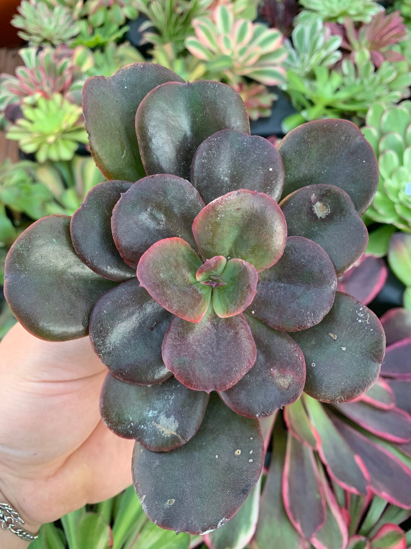 Echevéria "Reine Dragon"