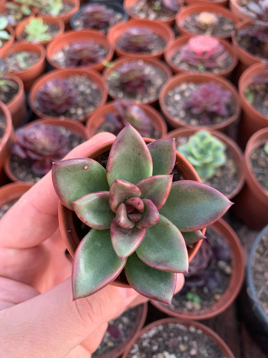 Echeveria "Pine Rose" Korean