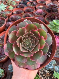 Aeonium "Pink Witch" mutación variegado