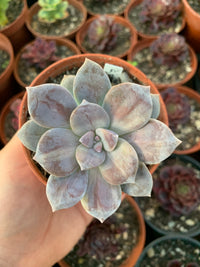 Graptopetalum ''Superbum'' Variegado Korea
