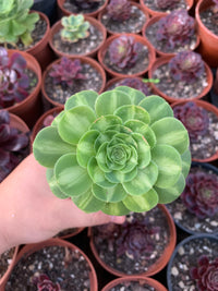 Aeonium "Sunkiss" variegado