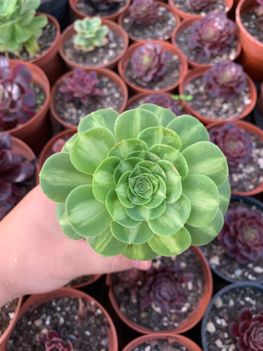 Aeonium "Sunkiss" variegado