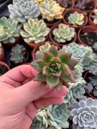 Echeveria "Hanakaida" coreano variegado