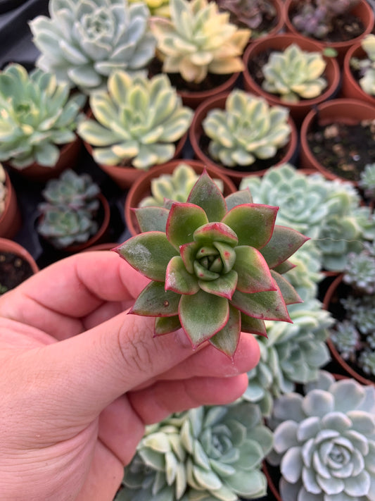Echeveria "Hanakaida" coreano variegado