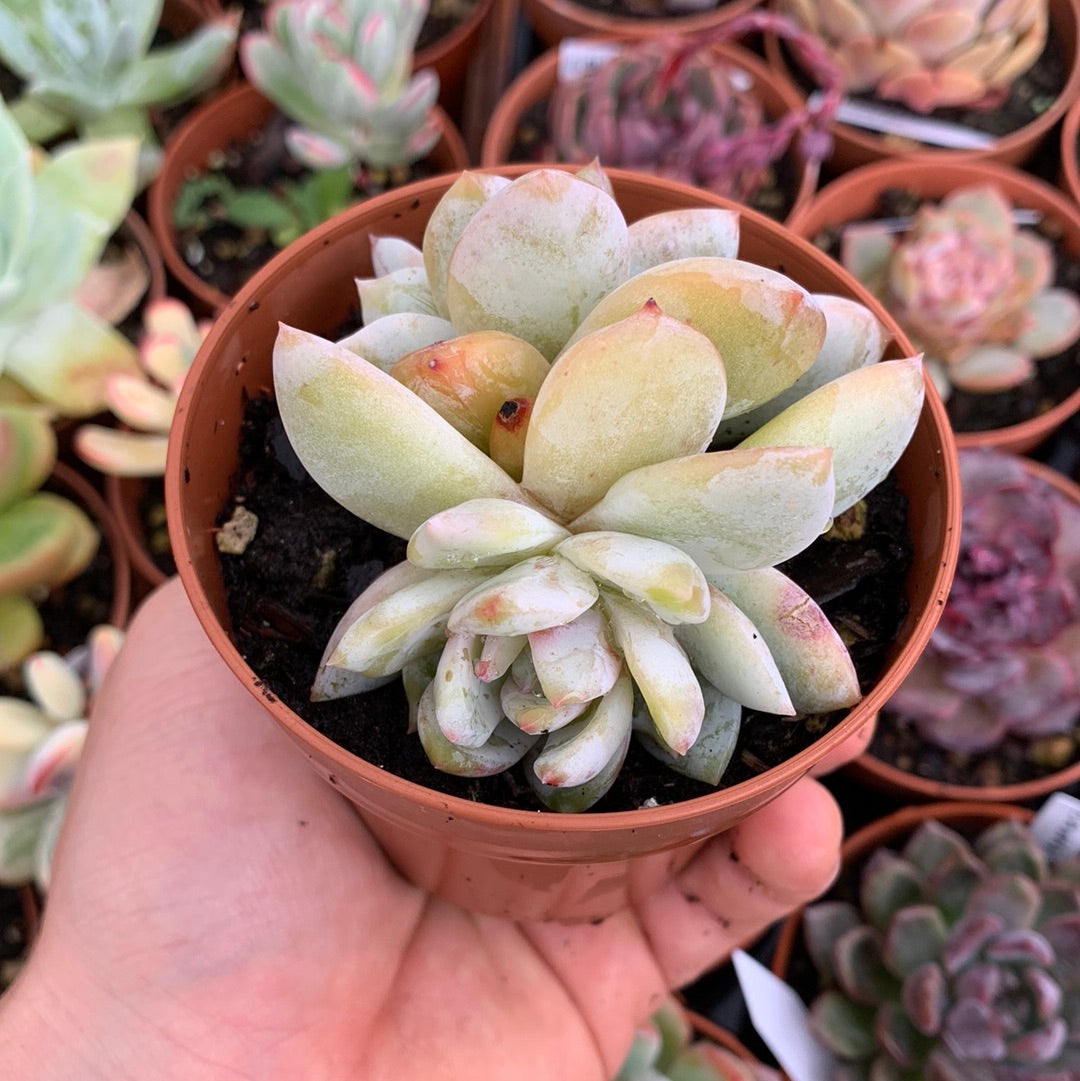 Echeveria "Black Rose"