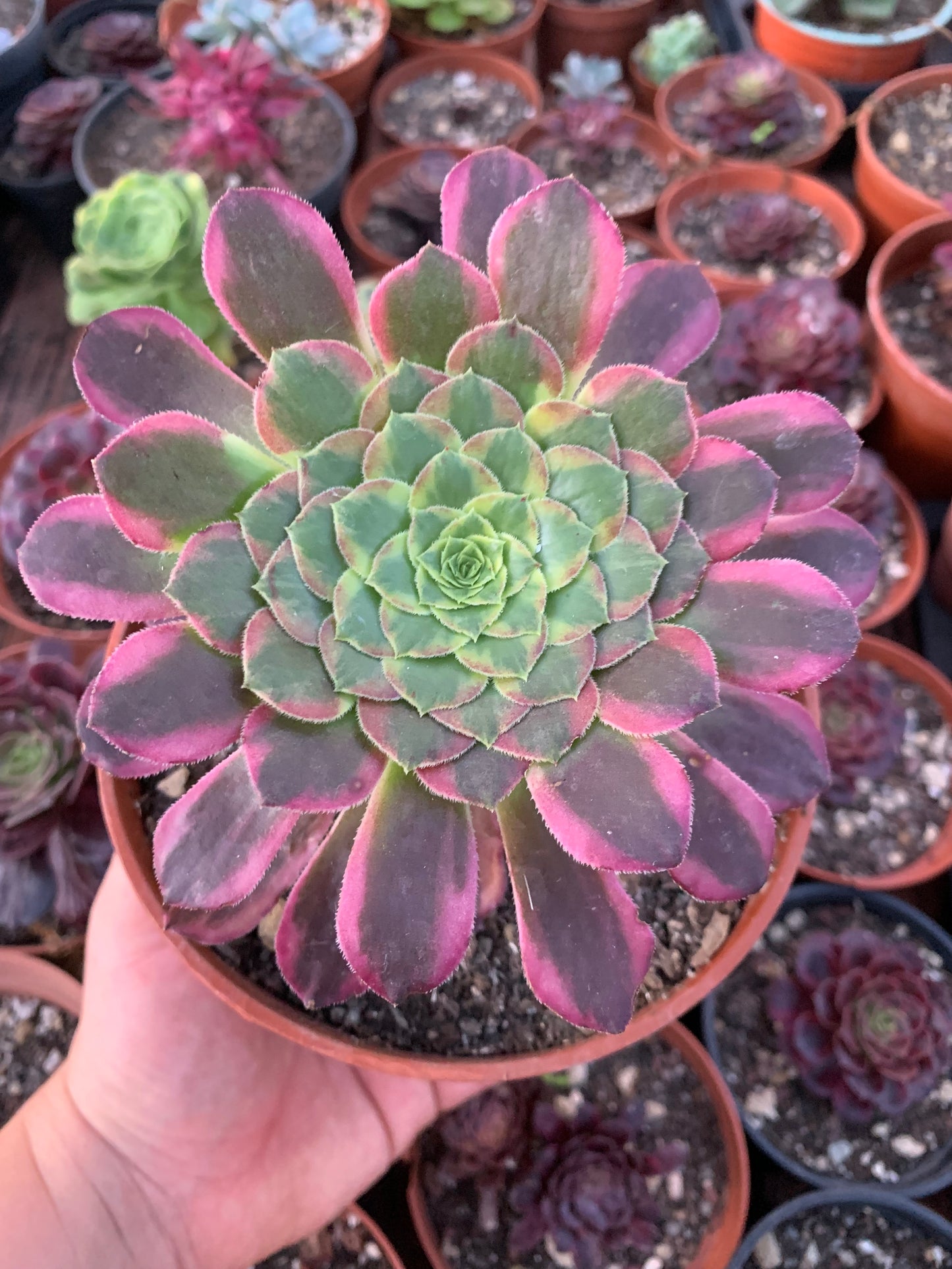 Aeonium "Sunrise" variegado