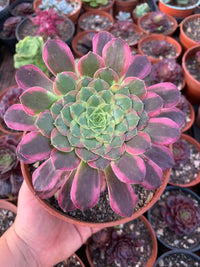 Aeonium "Sunrise" variegado