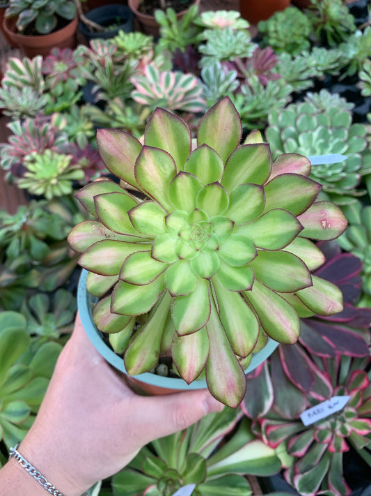 Aeonium "Zwartkin" middle variegado